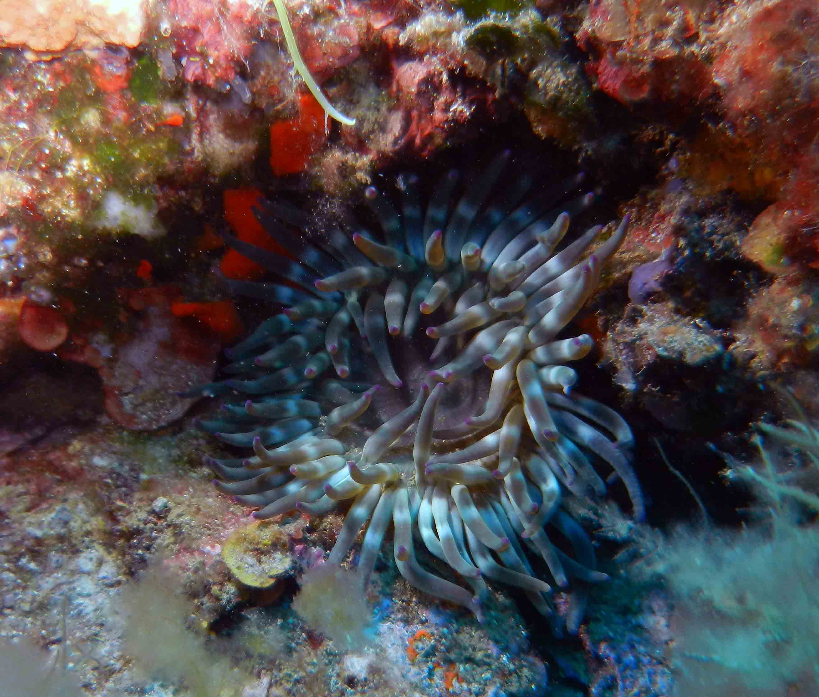 anemone in fondale di franata Giannutri aiuto identificazione